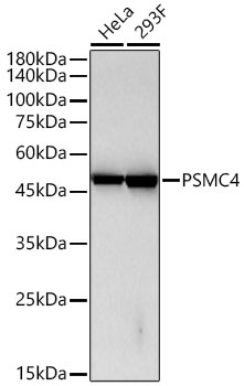 PSMC4 Monoclonal Antibody [5R9O10]