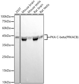 PKA C-beta (PRKACB) Monoclonal Antibody [3P5F5]