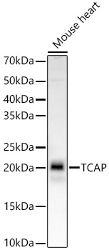 TCAP Monoclonal Antibody [6T7I0]