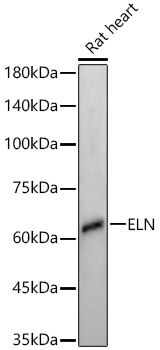ELN Monoclonal Antibody [1M2E2]