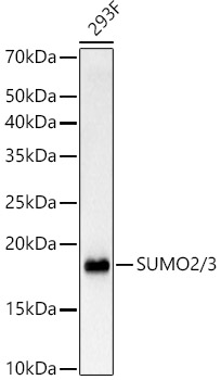 SUMO2/3 Monoclonal Antibody [1U9U8]