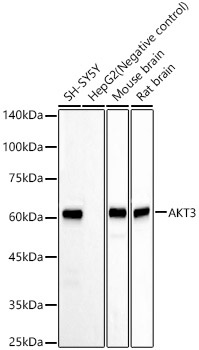 AKT3 Monoclonal Antibody [2T9H4]