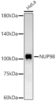 NUP98 Monoclonal Antibody [6M6V6]