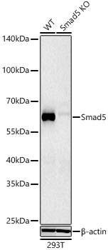 Smad5 Monoclonal Antibody [5W8T5]