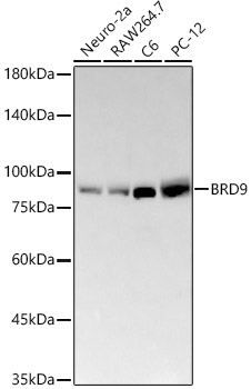 BRD9 Monoclonal Antibody [8C4G2]