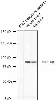 PDE10A Monoclonal Antibody [8J7E5]