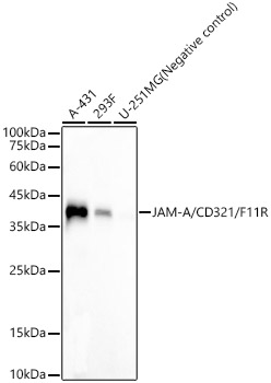 JAM-A/CD321/F11R Monoclonal Antibody