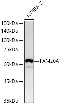 FAM20A Monoclonal Antibody [2I9B0]