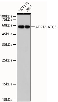 ATG12 Monoclonal Antibody [0S6A2]