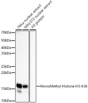 MonoMethyl-Histone H3-K36 Monoclonal Antibody [3B0Q10]
