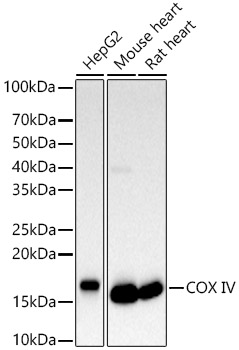 COX IV Polyclonal Antibody