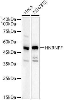 HNRNPF Polyclonal Antibody