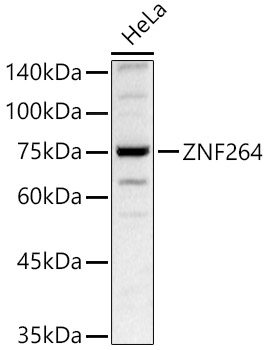 ZNF264 Polyclonal Antibody