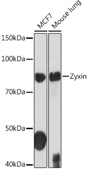 Zyxin Monoclonal Antibody [4F9P3]