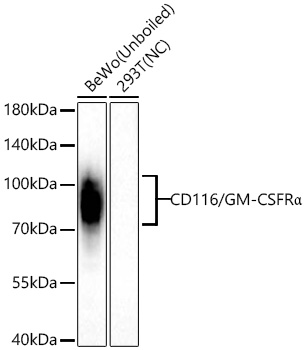 CD116/GM-CSFRa Monoclonal Antibody [9S3G3]