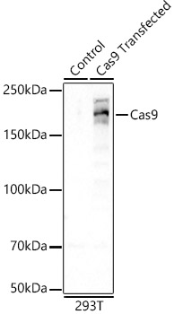 Cas9 Monoclonal Antibody [5C2Q1]