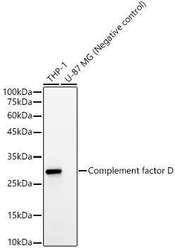 Complement factor D Monoclonal Antibody [7Q1G0]