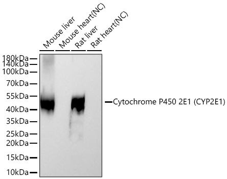 Cytochrome P450 2E1 (CYP2E1) Monoclonal Antibody [0U5E9]