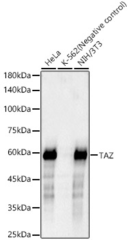 TAZ Monoclonal Antibody