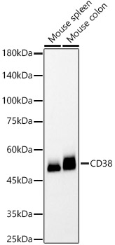 CD38 Monoclonal Antibody [2G8U9]