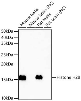 Histone H2B (testis specific) Polyclonal Antibody