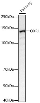 OXR1 Polyclonal Antibody
