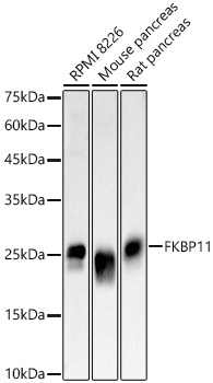 FKBP11 Polyclonal Antibody