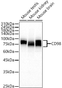 CD98 Polyclonal Antibody