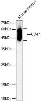 CD47 Polyclonal Antibody