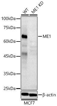 ME1 Polyclonal Antibody