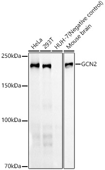 GCN2 Monoclonal Antibody [1G2Z4]