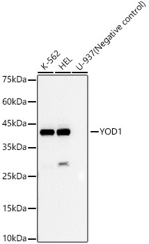 YOD1 Monoclonal Antibody [4F9O2]