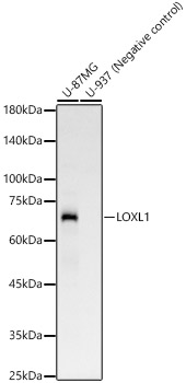 LOXL1 Monoclonal Antibody [4H3V8]