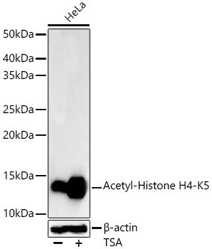 Acetyl-Histone H4-K5 Monoclonal Antibody [5V1J8]
