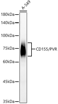 CD155/PVR Monoclonal Antibody [1Z2B8]