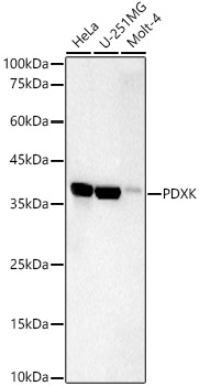 PDXK Monoclonal Antibody [5N4M3]