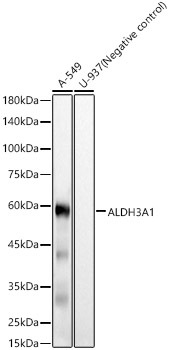 ALDH3A1 Monoclonal Antibody [1B2E9]