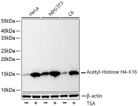 Acetyl-Histone H4-K16 Monoclonal Antibody [4F3B7]