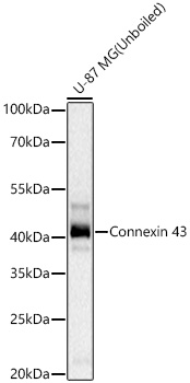 Connexin 43 Monoclonal Antibody [4N8O8]