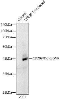 DC-SIGNR/CD299 Monoclonal Antibody [1C9K8]