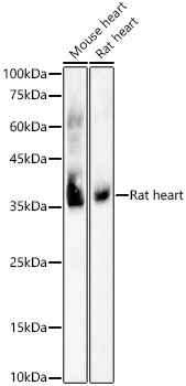 COX1 Monoclonal Antibody [1H4F6]