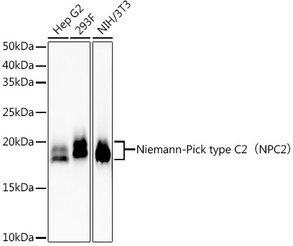 Niemann-Pick type C2(NPC2) Monoclonal Antibody [7J1J2]