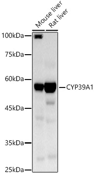 CYP39A1 Polyclonal Antibody