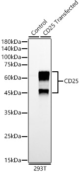 CD25 Monoclonal Antibody [6K5E4]