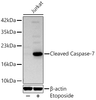 Cleaved Caspase-7 Monoclonal Antibody [1M1Y9]