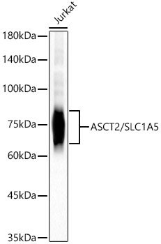 ASCT2/SLC1A5 Monoclonal Antibody [3S6I0]