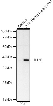 IL12 Monoclonal Antibody [3F3S0]
