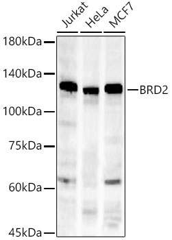BRD2 Monoclonal Antibody [5K5Y6]
