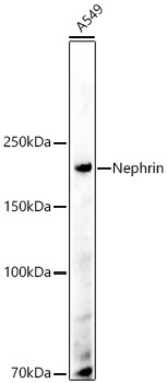 Nephrin Monoclonal Antibody
