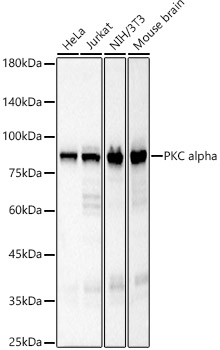 PKC alpha Monoclonal Antibody